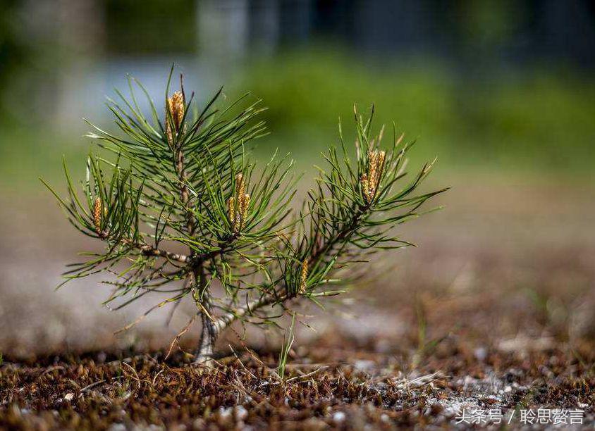 时人不识凌云木直待凌云始道高作文