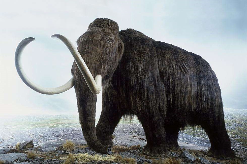 为什么说猛犸象牙比象牙贵?