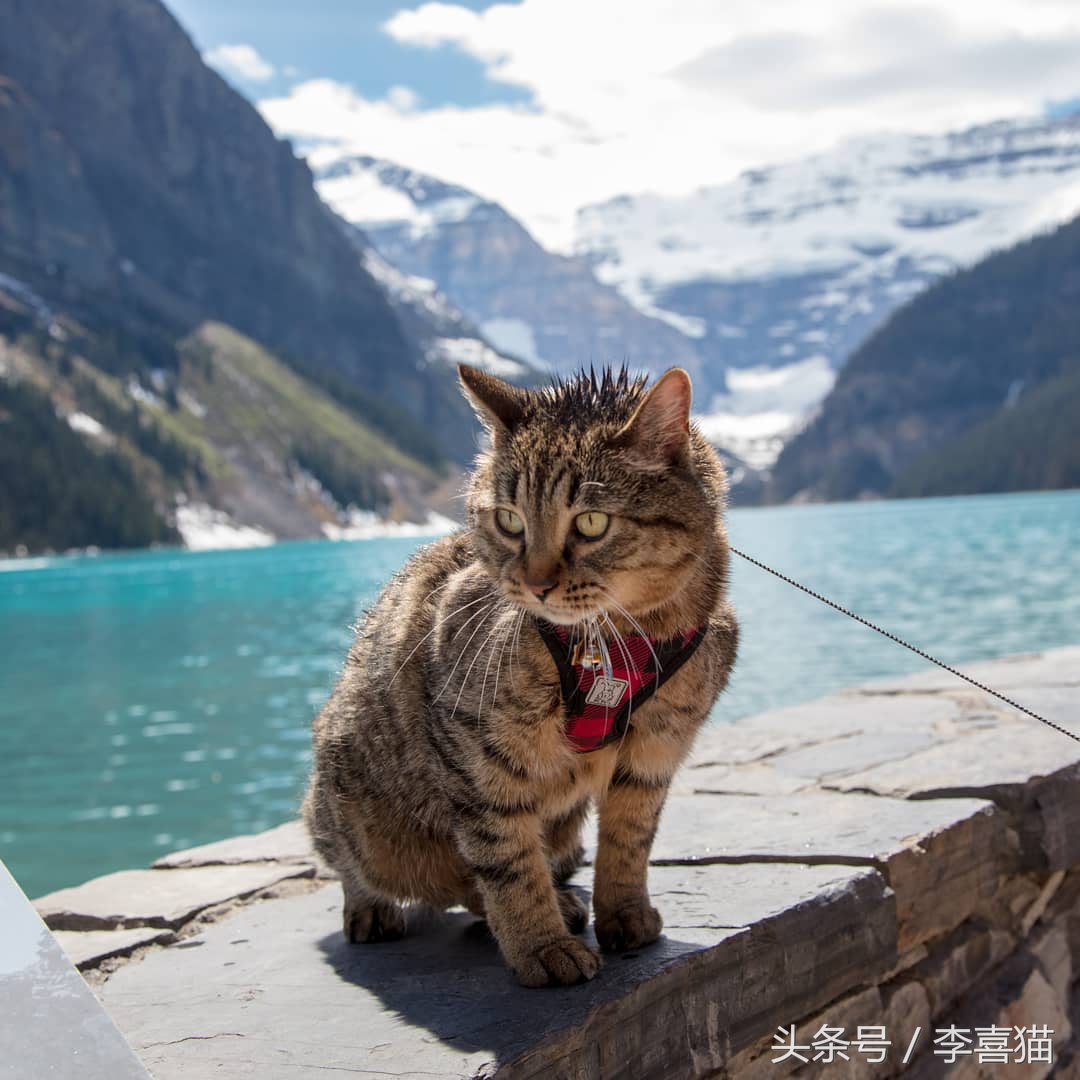 这三个原因说明了猫咪并不适合旅行，想带主子出去浪必须做好准备