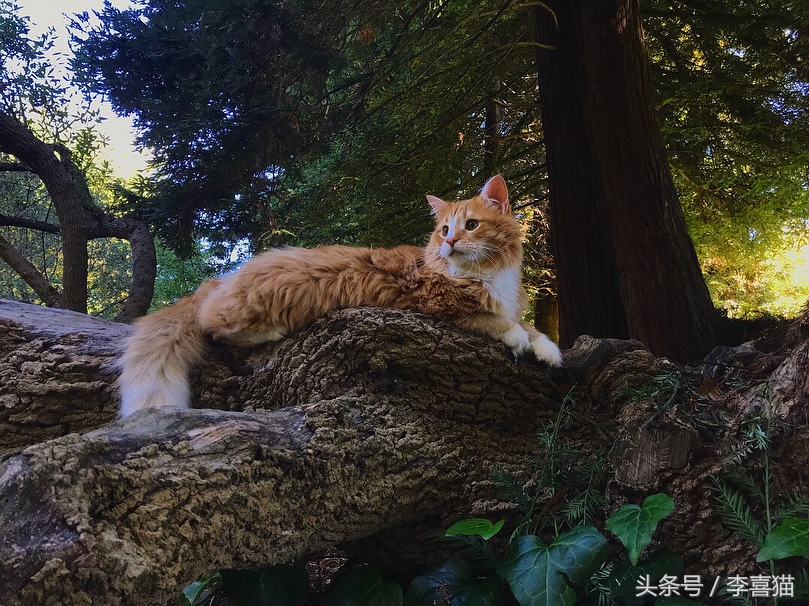 这三个原因说明了猫咪并不适合旅行，想带主子出去浪必须做好准备