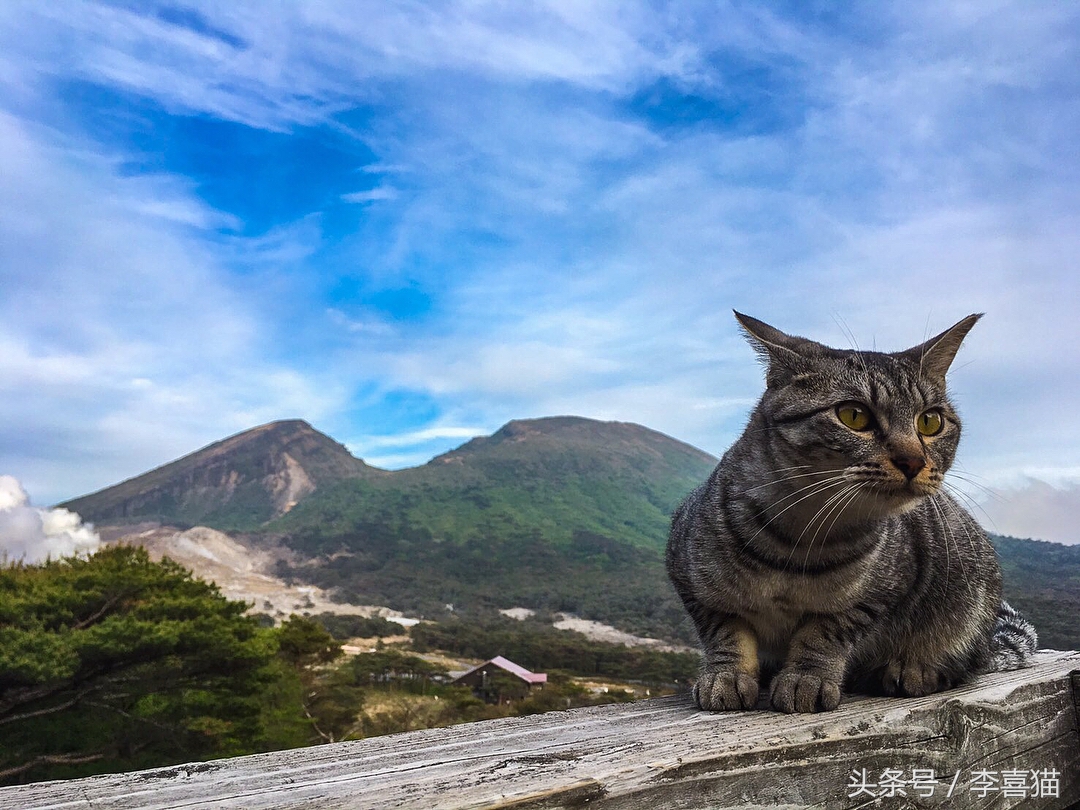 这三个原因说明了猫咪并不适合旅行，想带主子出去浪必须做好准备