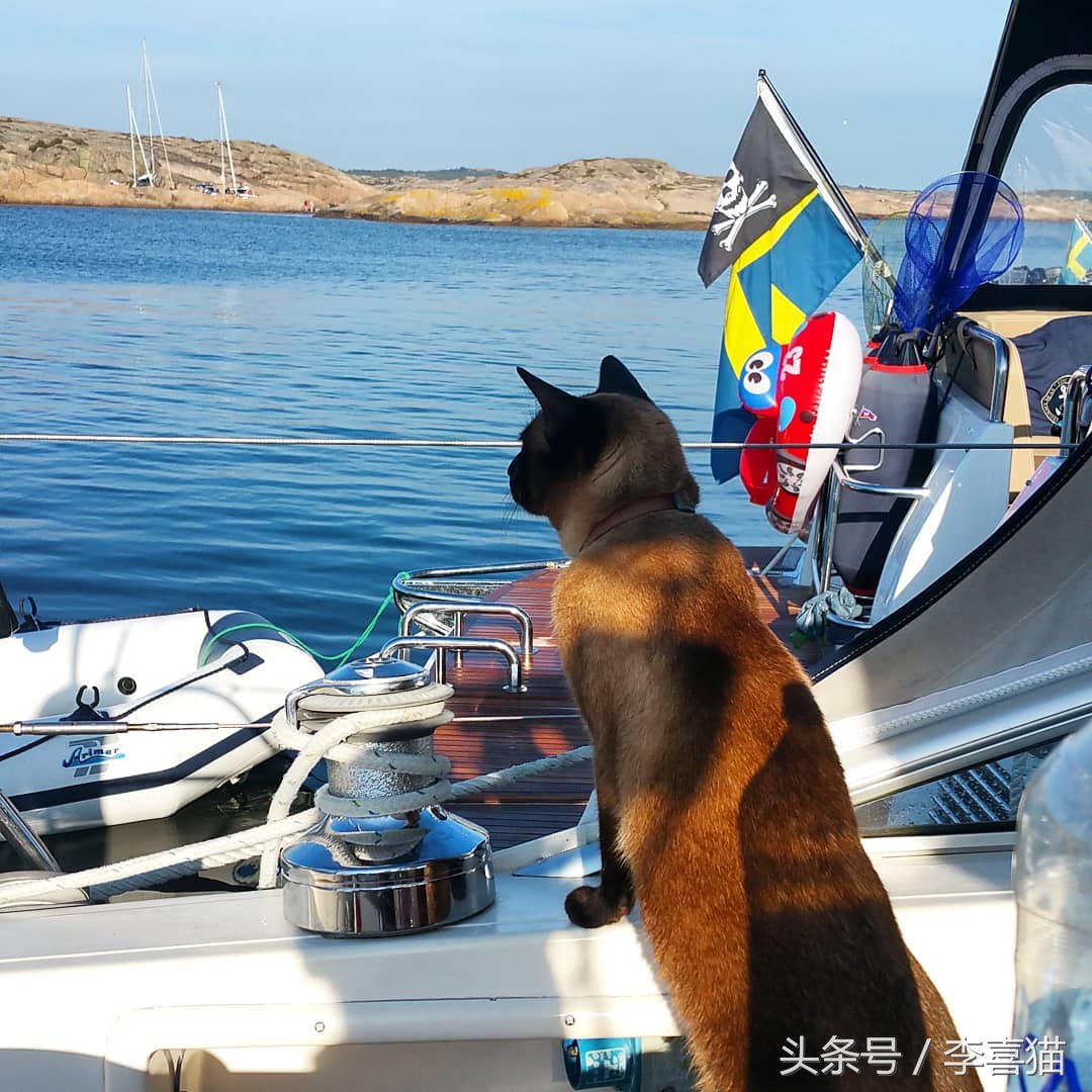 这三个原因说明了猫咪并不适合旅行，想带主子出去浪必须做好准备