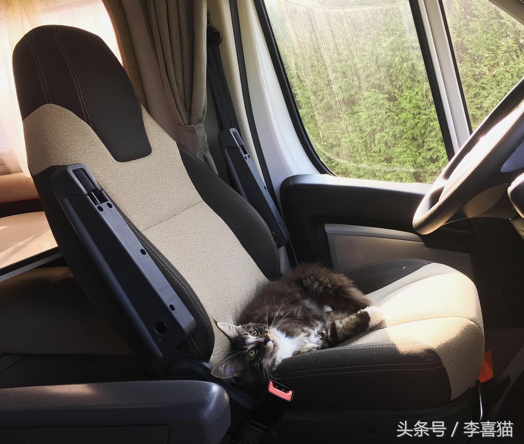 这三个原因说明了猫咪并不适合旅行，想带主子出去浪必须做好准备