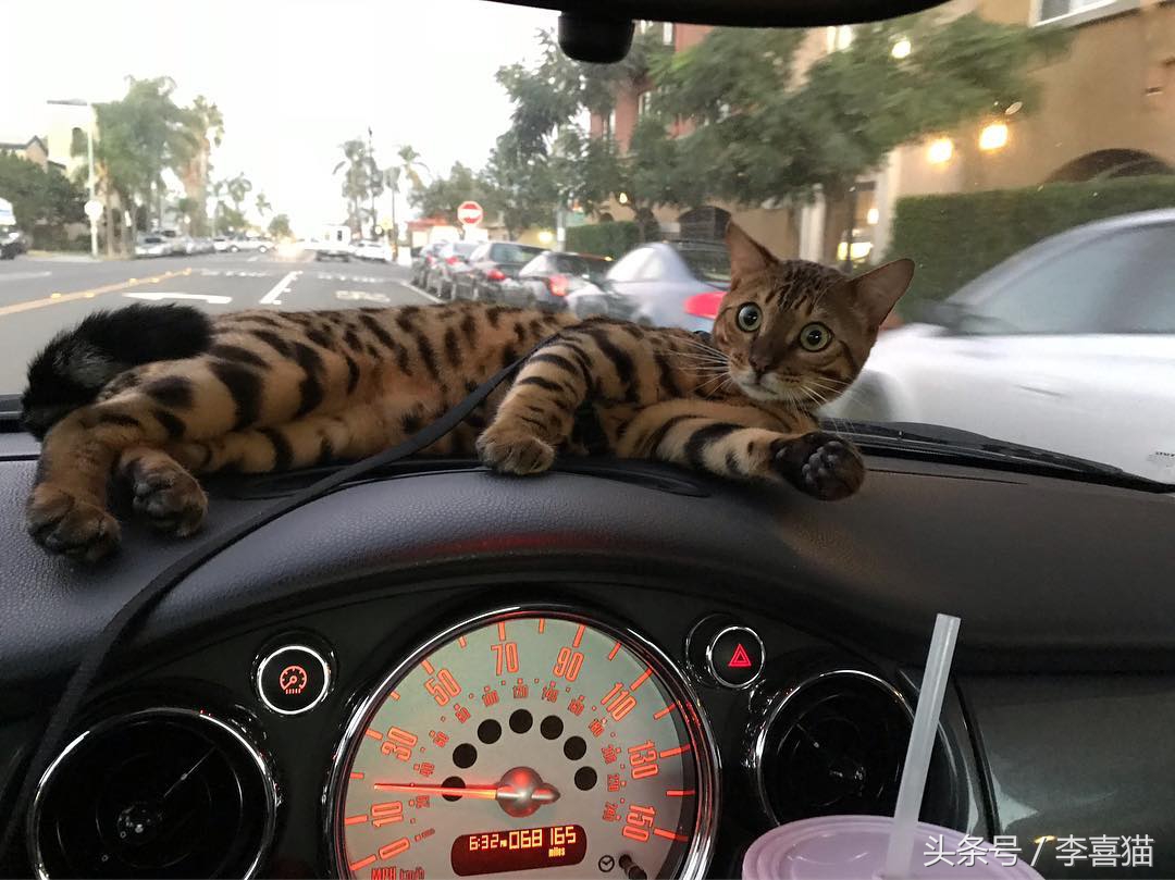 这三个原因说明了猫咪并不适合旅行，想带主子出去浪必须做好准备