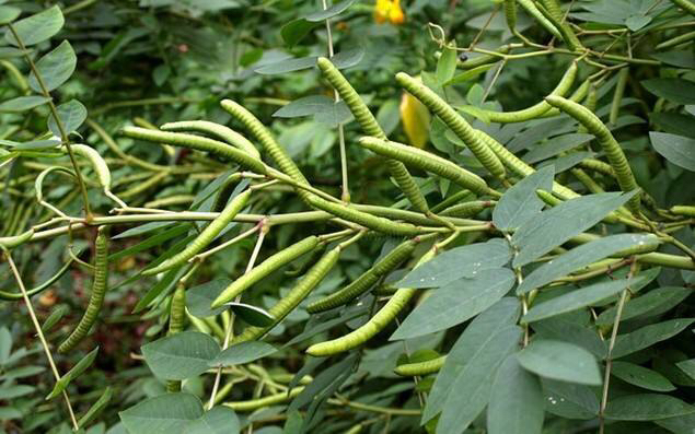 凤凰花草,黎茶(《中国药植志》),喉百草(《江苏植药志》),大羊角菜
