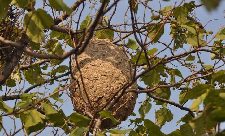 人迹罕至的石洞,树洞,树枝等地方筑巢,但有时候也可能将蜂巢筑在家里