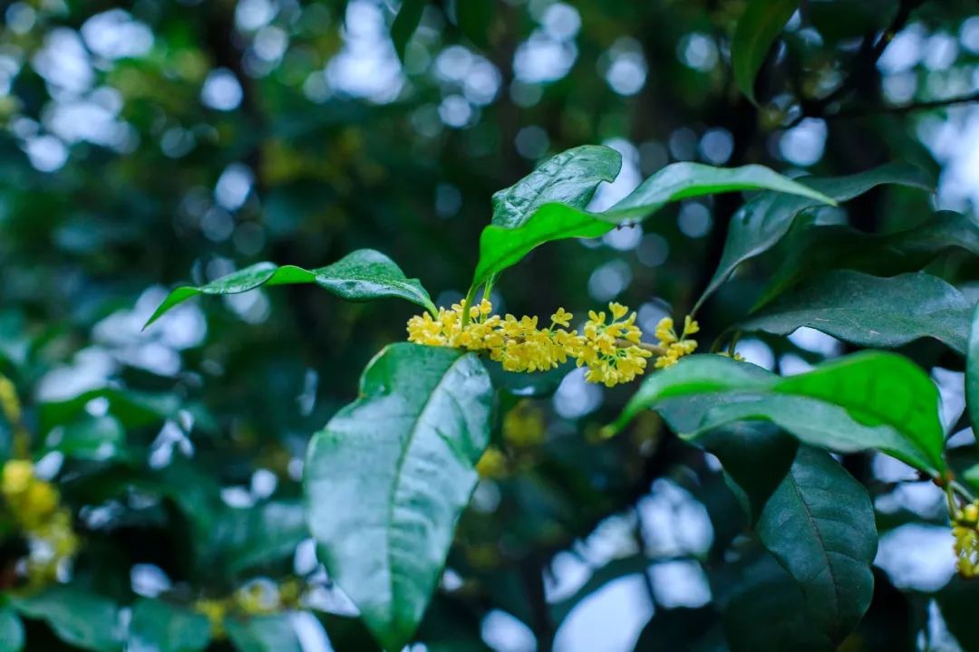 深秋，盈一抹桂花香