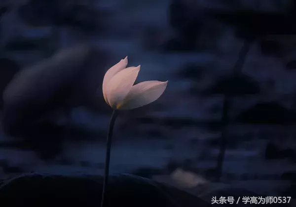 中国诗词大会:你若幸福,必有诗香……