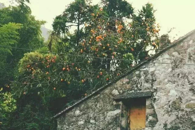 下一个网红小县城，海鲜便宜过象山，秋色不输杭州