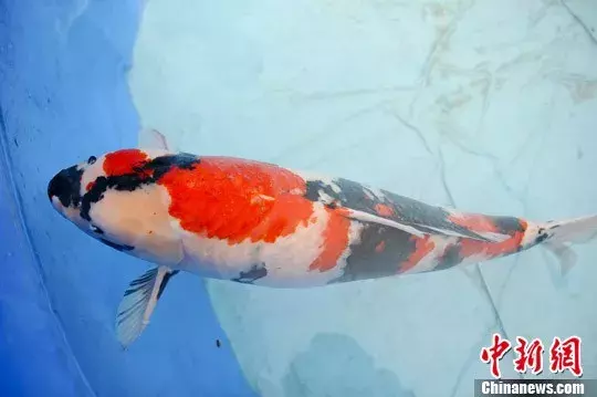 转发这条锦鲤,祝我……