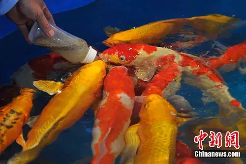 转发这条锦鲤,祝我……
