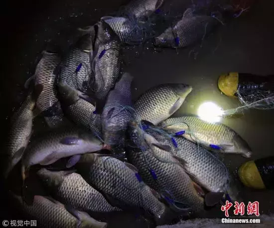 转发这条锦鲤,祝我……