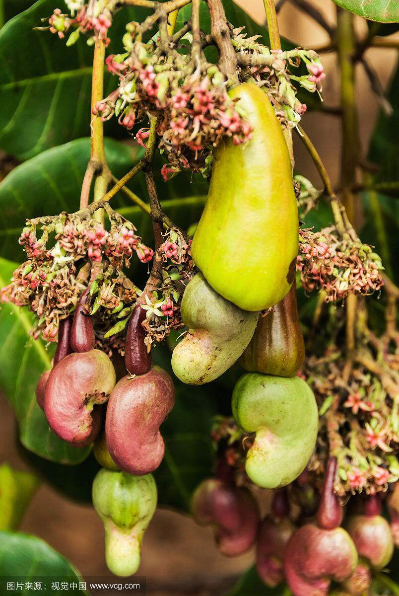 腰果是什么植物的果实(腰果的功效和作用)