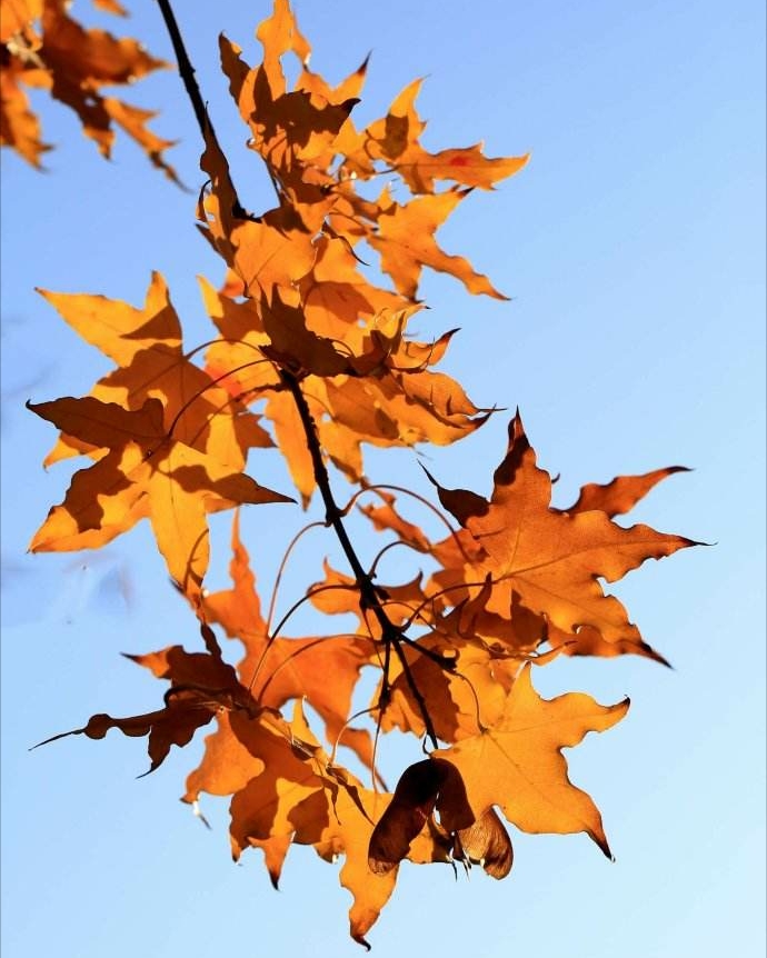 金井梧桐秋叶黄,珠帘不卷夜来霜_晚秋的银杏叶的诗句