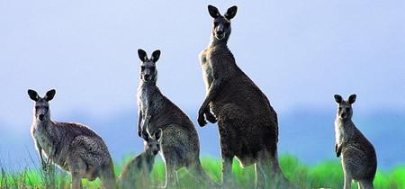 澳洲大学有哪些等级划分，适合自己的“好”大学又该如何选择？