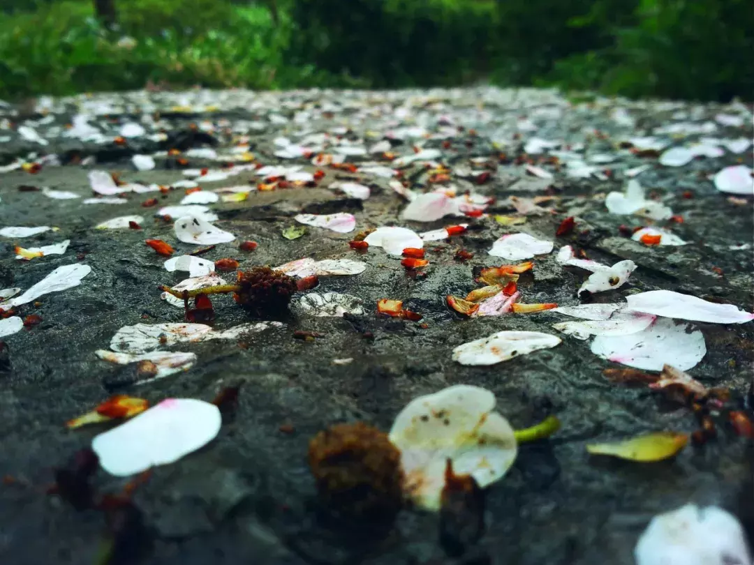 十首唯美落花诗词：落花人独立，微雨燕双飞