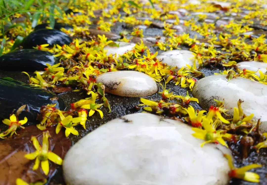 十首唯美落花诗词：落花人独立，微雨燕双飞