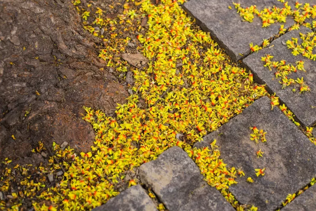 十首唯美落花诗词：落花人独立，微雨燕双飞