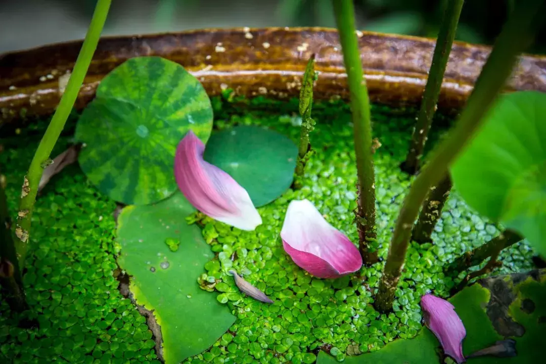 十首唯美落花诗词：落花人独立，微雨燕双飞