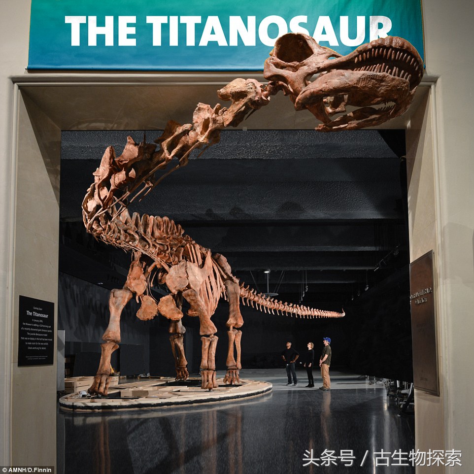 尽管发现的化石已经遗失,但是依然挡不住大家对于易碎双腔龙的热爱
