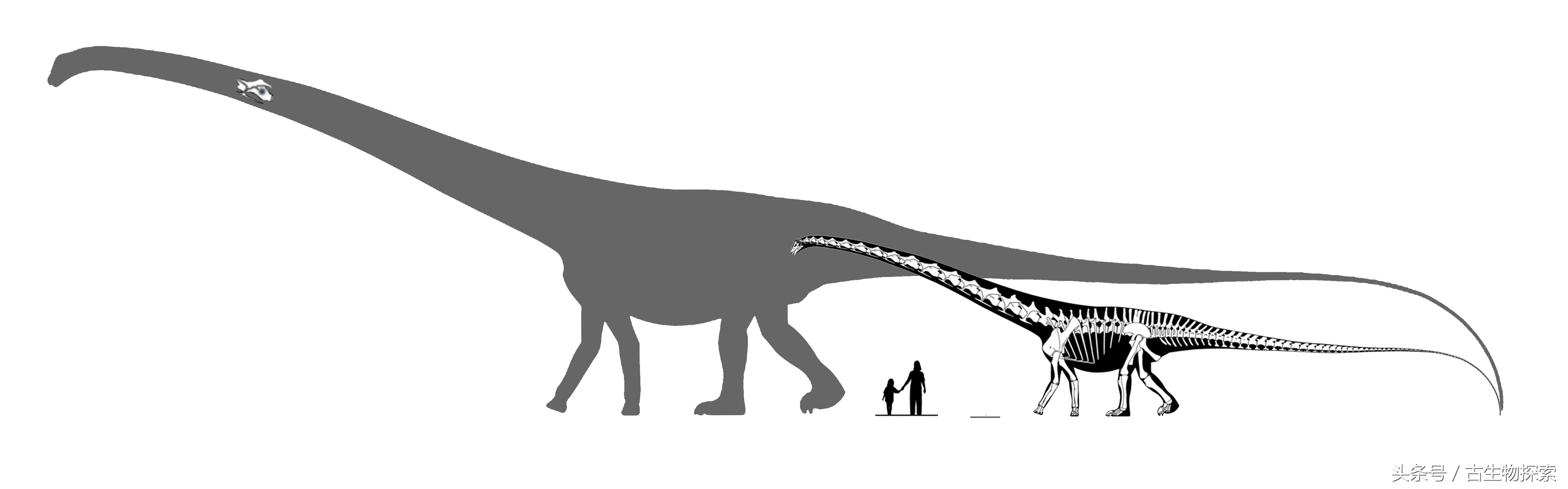 科学家宣称60米长的易碎双腔龙并不存在 易碎双腔龙存不存在 - 情书号