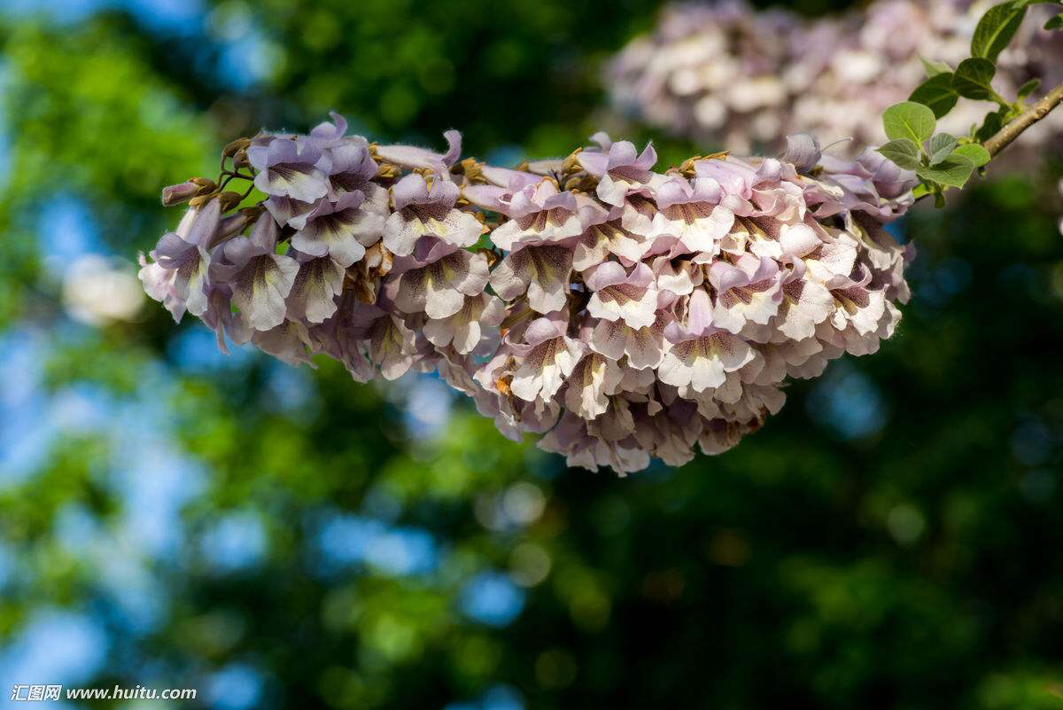 泡桐的拼音中药材泡桐花