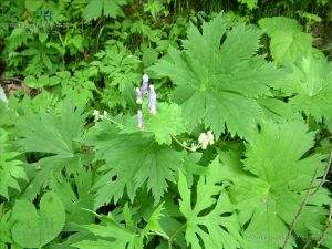 中草药铁罗汉图片铁罗汉中药叫什么别名