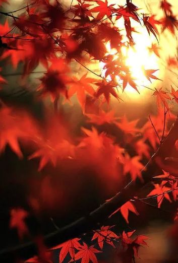 「诗词鉴赏」秋日最后的风光-霜叶红于二月花