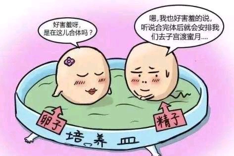 常说的“试管婴儿”，到底是什么？