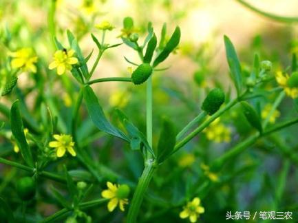 农村这种有毒性的野草，农民见到就拔，殊不知它是治蛇咬伤的良药