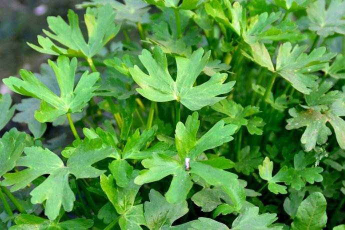 石龙芮的功效与作用-我的快乐小窝