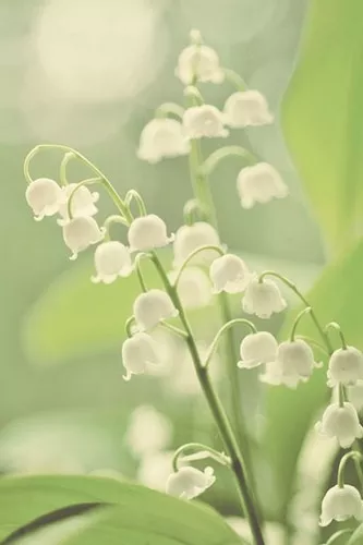 十二星座像什么花