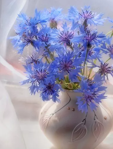 十二星座像什么花