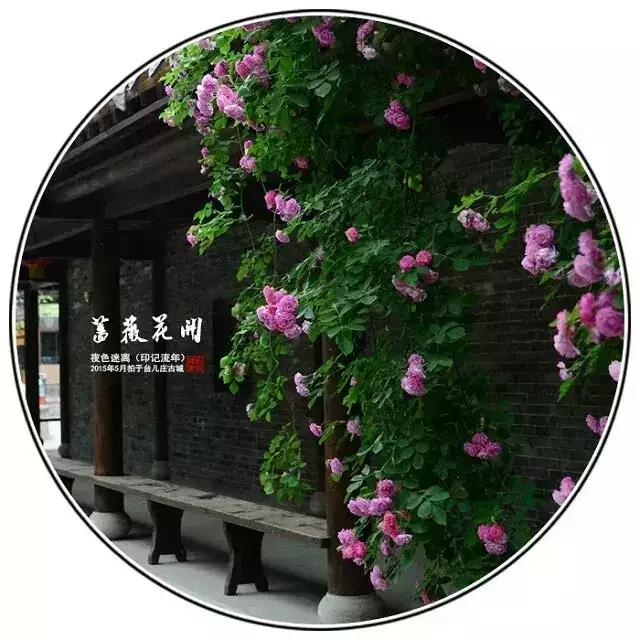 诗八首 瘦相思醉酒 只剩中秋楼