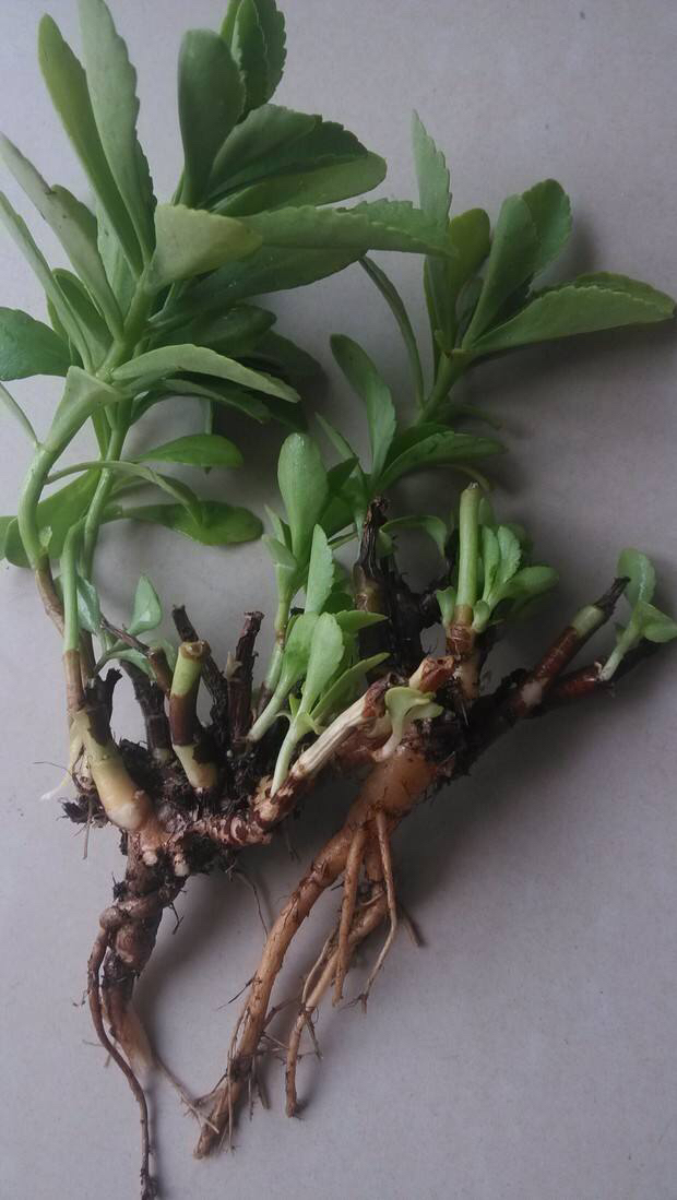 中药材景天三七根