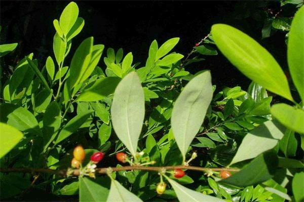 千万小心，不要乱种植这几种毒品原植物，这可是犯罪