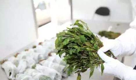 千万小心，不要乱种植这几种毒品原植物，这可是犯罪