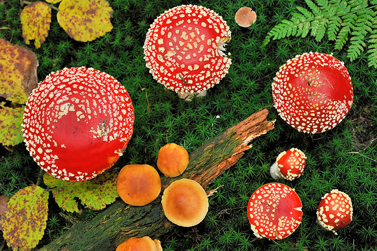 千万小心，不要乱种植这几种毒品原植物，这可是犯罪