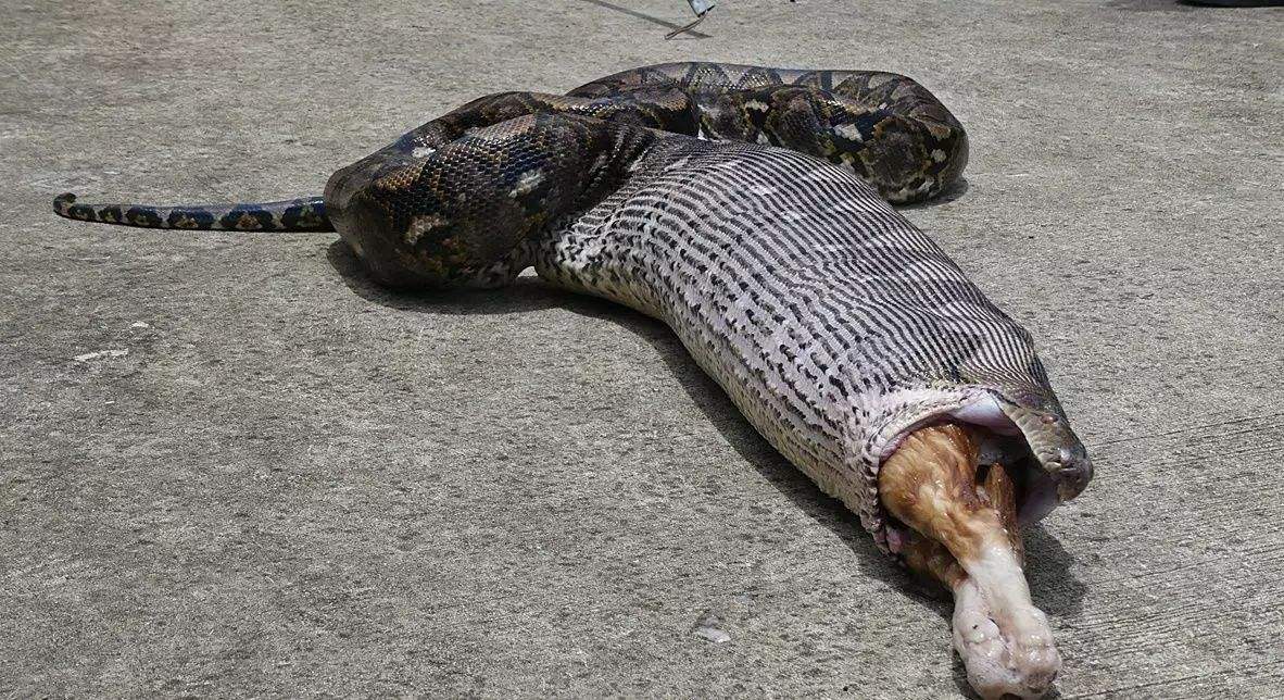 动物奇闻:14张超级巨蟒进食图片实拍,你敢看么?