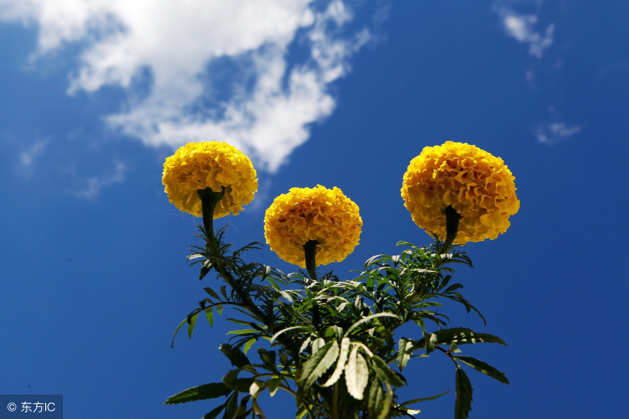 史上最全的飞花令——月（303）