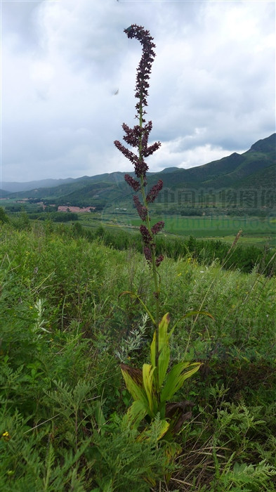 藜芦，见过吗？有毒，能祛痰，催吐，杀虫