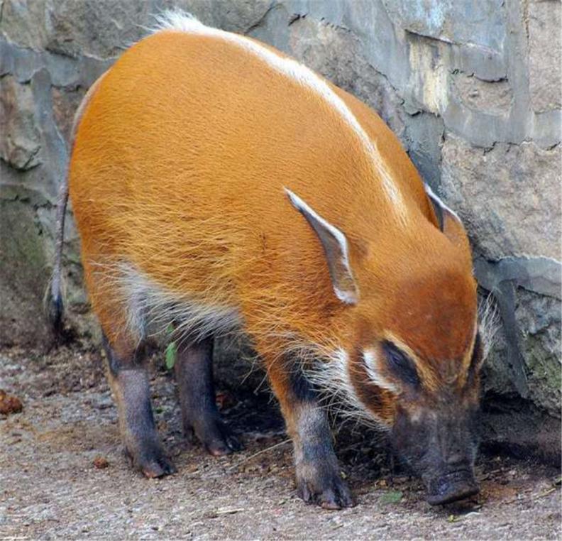 非洲上演"人猪大战",红河猪泛滥成灾,中国吃货:能引进吗