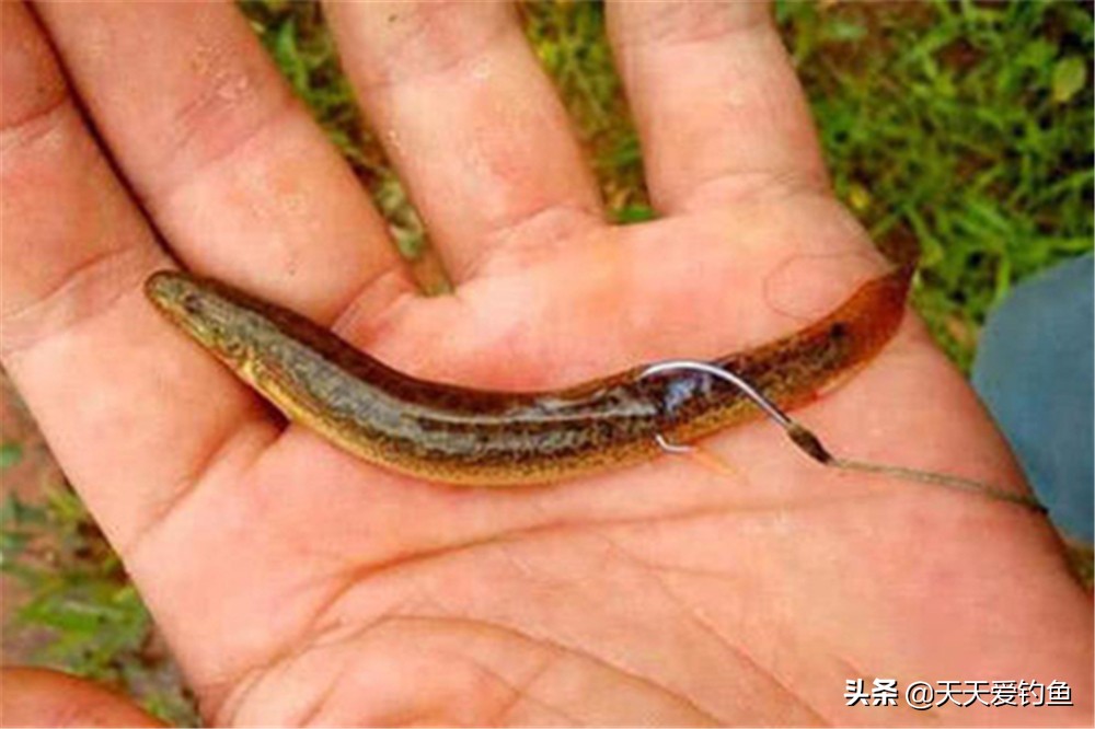 桂魚怎么釣,桂魚怎么釣用什么餌料