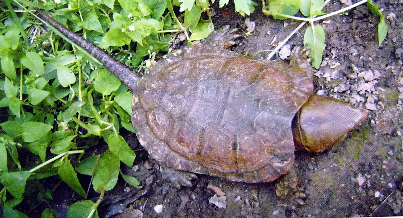 乌龟的种类图片及名称（乌龟的品种图片）