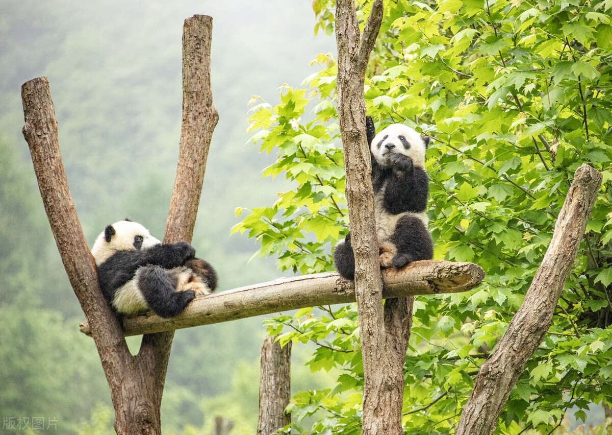 大熊猫为什么是国宝，主要靠着4点分析？
