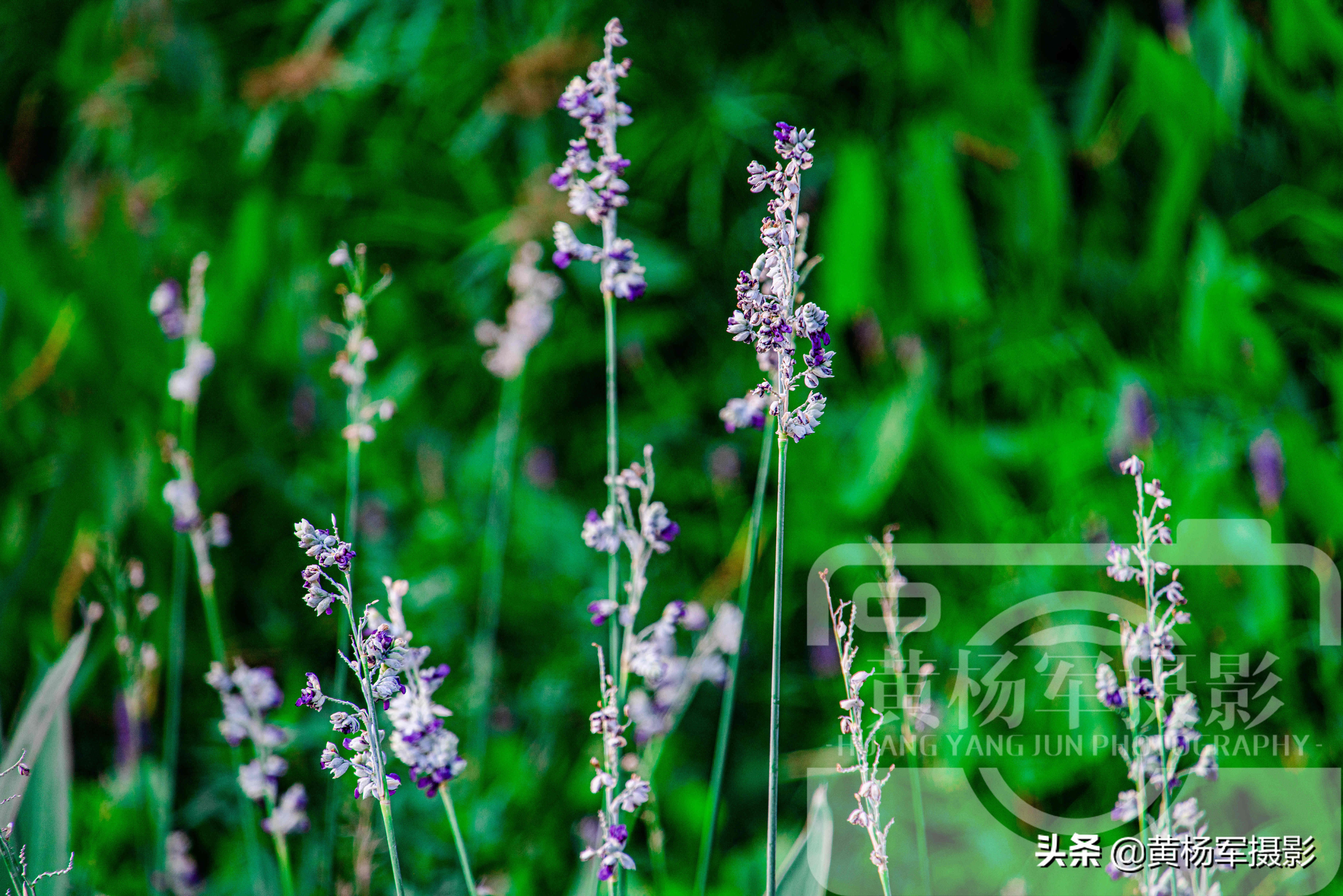 再力花花期（再力花喜欢生长在温暖干燥的环境当中）