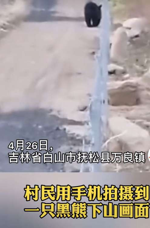吉林出没黑熊，还会开瓶盖！熊的天敌竟是东北虎？