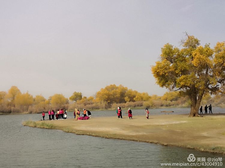2019西北行｜胡杨：生而千年不死，死而千年不倒，倒而千年不朽