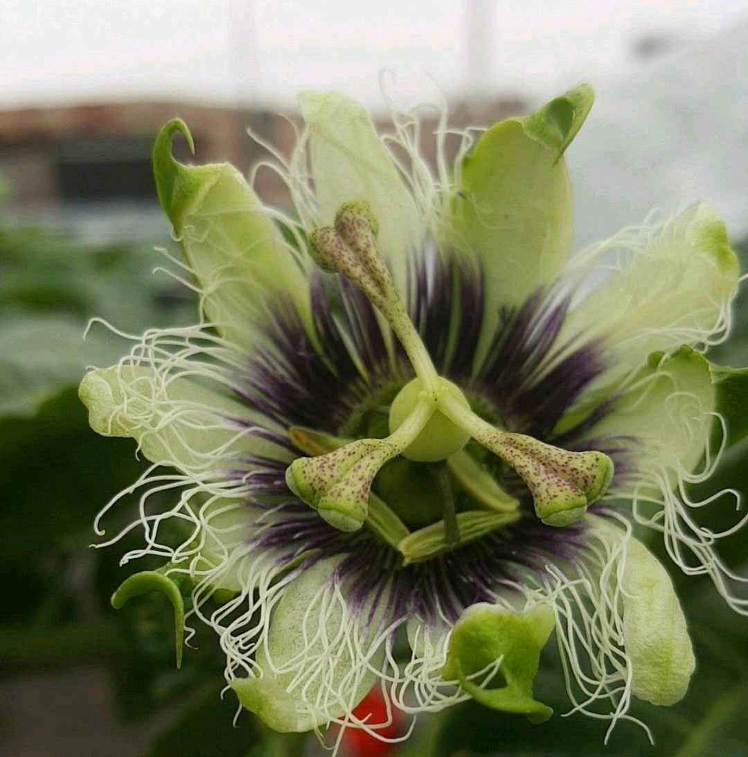 百香果開花是我見過的很有意思的花朵