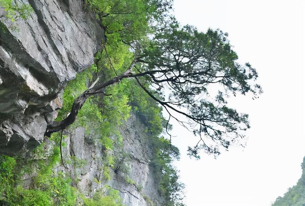 崖柏:长在悬崖峭壁上,曾被捡来烧火,如今野生难寻,枯死也值钱